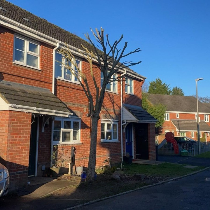 After: tree canopy after pruning