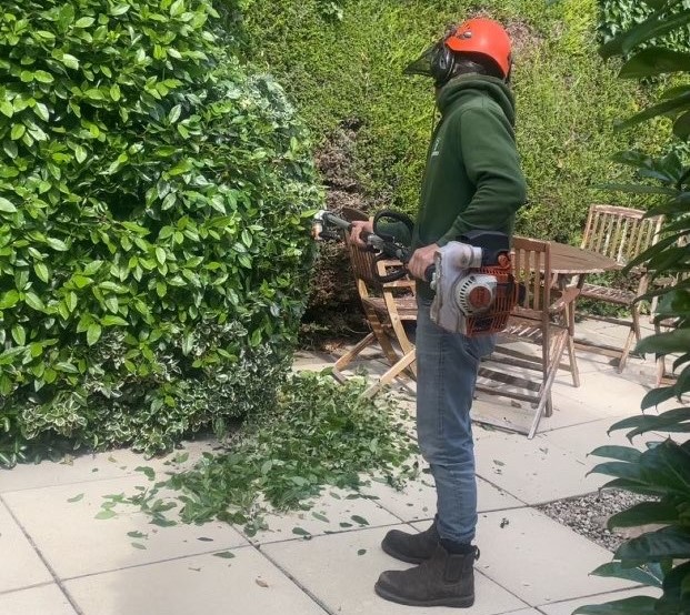 Hedge and shrub care work