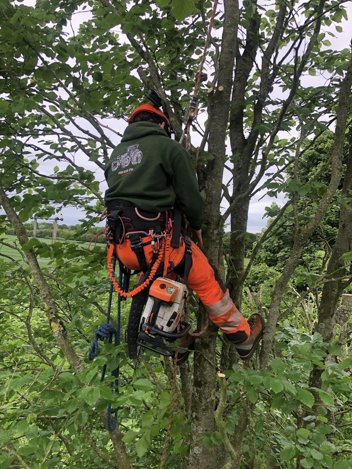 Professional tree surgery team at work