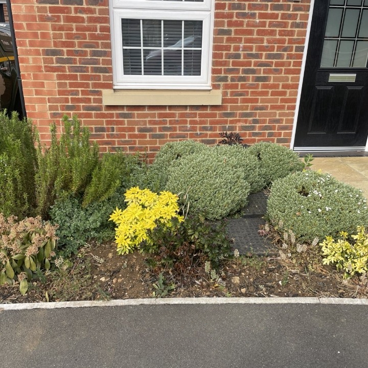 Before: overgrown shrub area